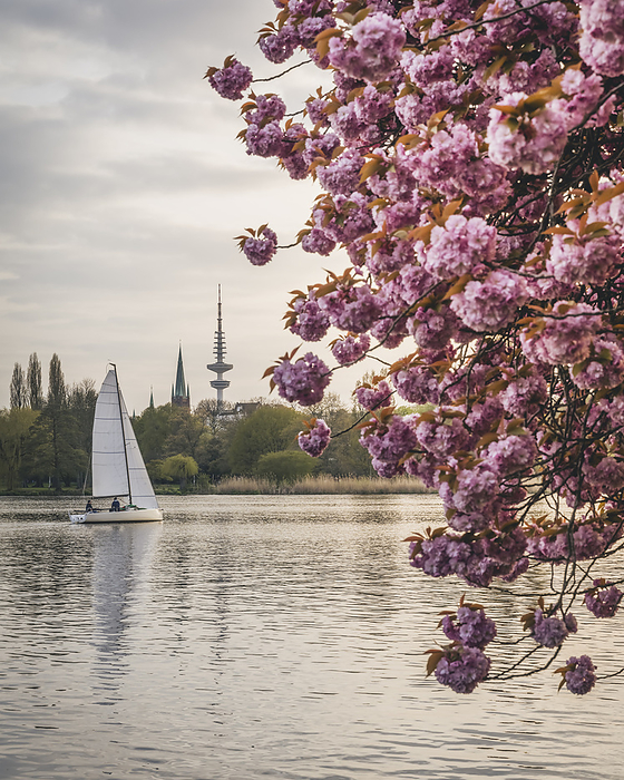Hamburg, Germany Germany, Hamburg, Sailboat in Alster Lake with cherry blossoms in foreground