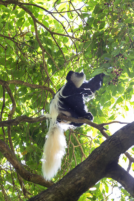 Black and white colobus sitting on branch
