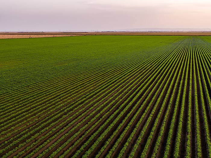 Serbia, Vojvodina Province, Drone view of vast green carrot field at dawn