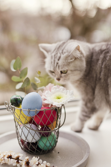 Cat near flowers decorated on Easter eggs in basket