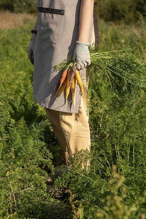 Farmer holding organic carrots standing in farm