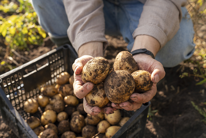 Farmer holding freshly harvested potatoes at farm