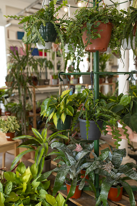 Variety of potted plants hanging in nursery