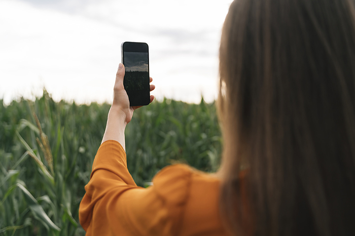 Woman photographing corn field through mobile phone