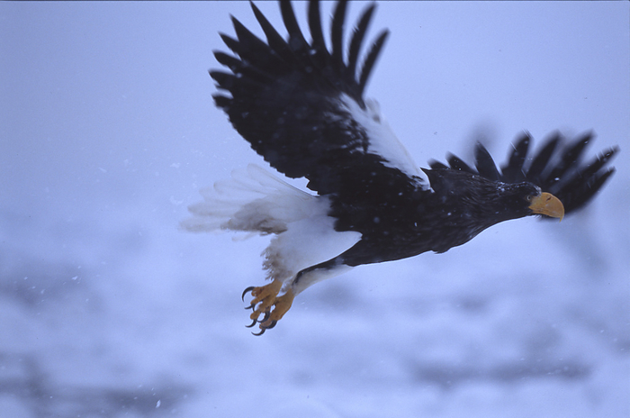 Drift ice and Steller s sea eagle Hokkaido Shiretoko Peninsula Taken on the Shiretoko Peninsula, a World Natural Heritage site.
