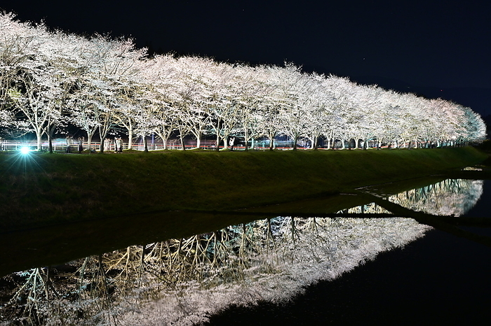 Lighting up the rows of cherry trees in the Todoroki district
