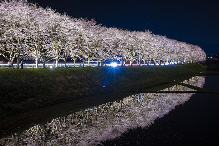 Lighting up the rows of cherry trees in the Todoroki district