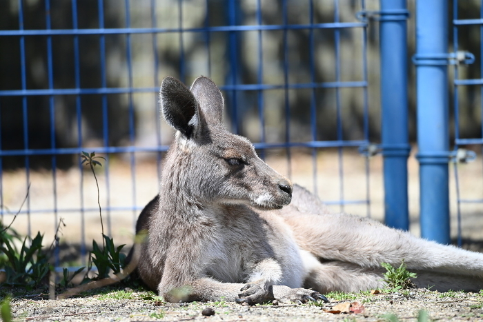 Kangaroo staring