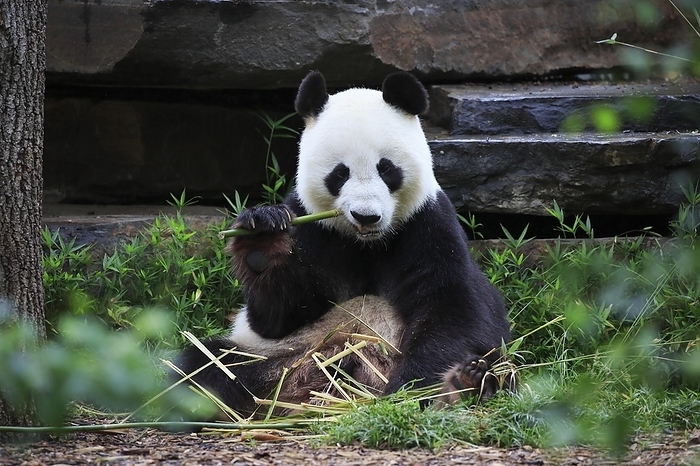panda Giant panda  Ailuropoda melanoleuca , adult, feeding, Adelaide, South Australia, Australia, Oceania