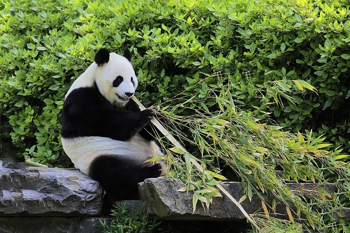panda Giant Panda  Ailuropoda melanoleuca , adult feeding, captive, Adelaide, South Australia, Australia, Oceania