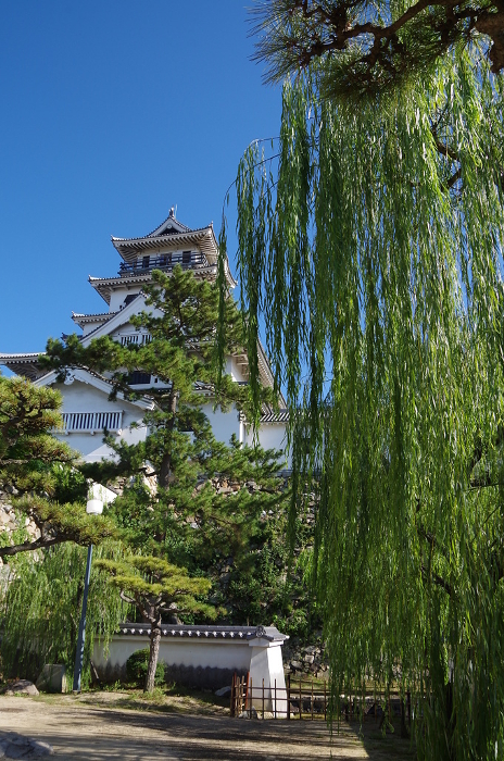 Weeping willow and the keep of Imabari Castle