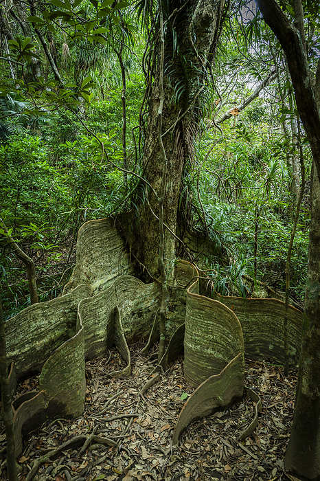 Saxifraga ita root Iriomote Island, Okinawa, Japan Taken on Iriomote Island, one of the World Natural Heritage sites of  Amami Oshima, Tokunoshima, Northern Okinawa Island and Iriomote Island . At Nishida River.