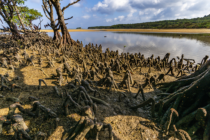 Knee root of mangrove Iriomote Island, Okinawa, Japan Taken on Iriomote Island, one of the World Natural Heritage sites of  Amami Oshima, Tokunoshima, Northern Okinawa Island and Iriomote Island . At Omija Road Park. Low tide
