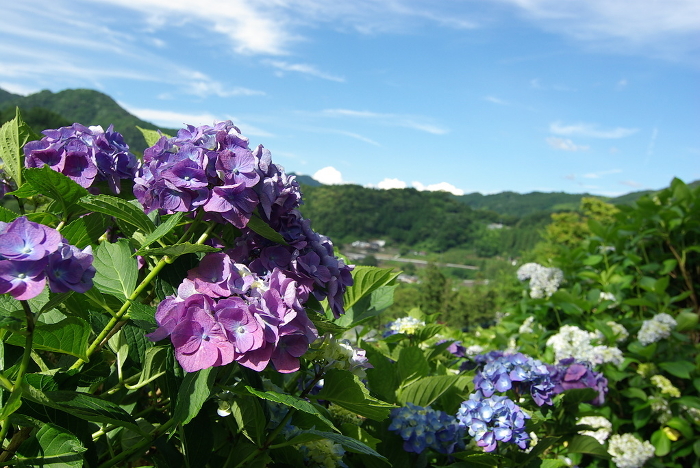 Scenery of Hydrangea Village -Shikokuchuo City, Ehime Prefecture-.