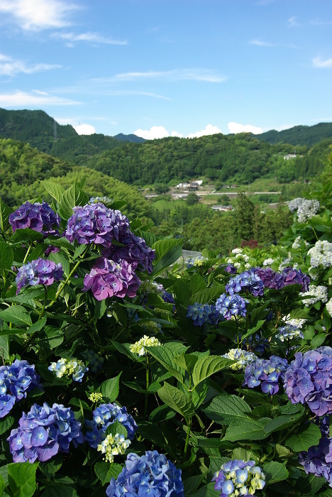Scenery of Hydrangea Village -Shikokuchuo City, Ehime Prefecture-.
