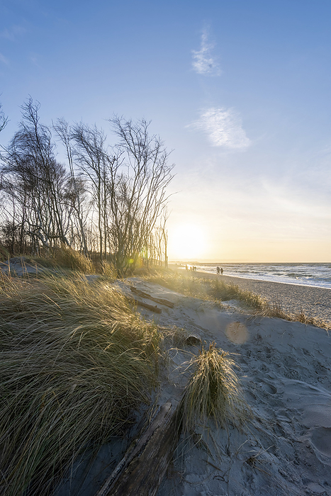 Evening sun with dunes and windswept cliffs, Weststrand, Baltic Sea, Prerow, Mecklenburg-Vorpommern, Germany, by Stephan Schulz