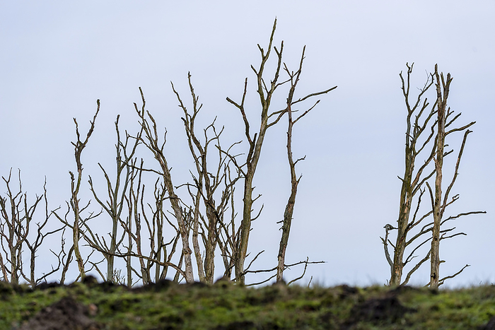 Dead gnarled trees, Sundische Wiese moor landscape in the Vorpommersche Boddenlandschaft National Park, Zingst, Mecklenburg-Vorpommern, Germany, by Stephan Schulz