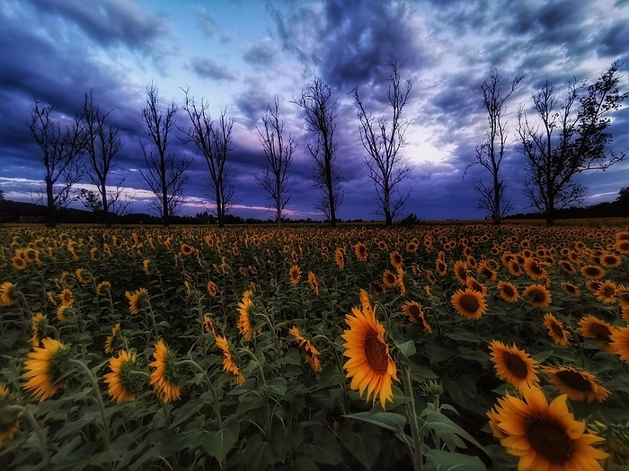 View of a field with sunflowers in the evening sky, by Tibor Unger