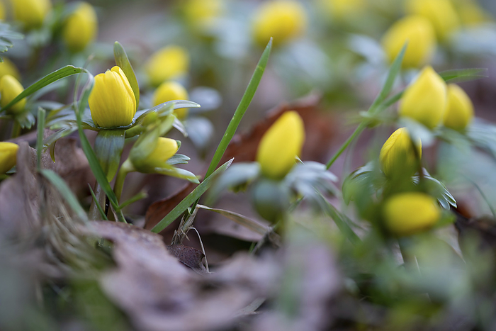 Yellow winter aconites, Germany, by Stephan Schulz