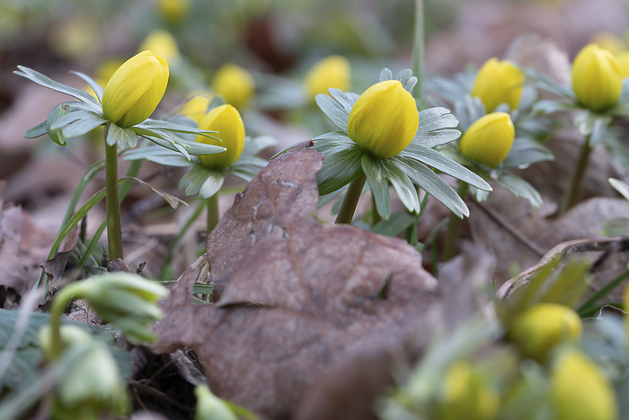 Yellow winter aconites, Germany, by Stephan Schulz