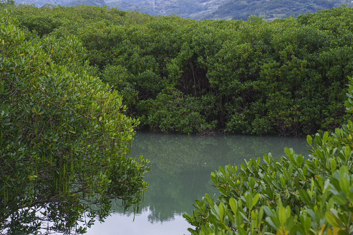 Mangrove forest in the Red Tree Forest Nature Reserve in Taiwan