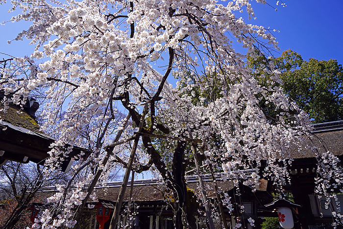 Kai Zakura in bloom at Hirano Shrine, Kyoto                                
