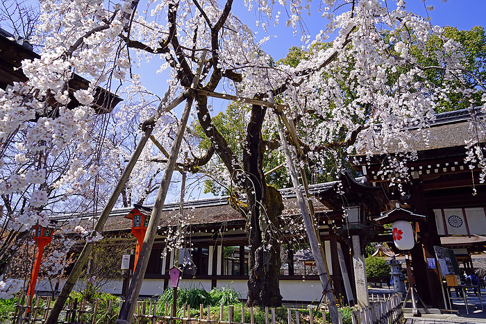 Kai Zakura in bloom at Hirano Shrine, Kyoto                                
