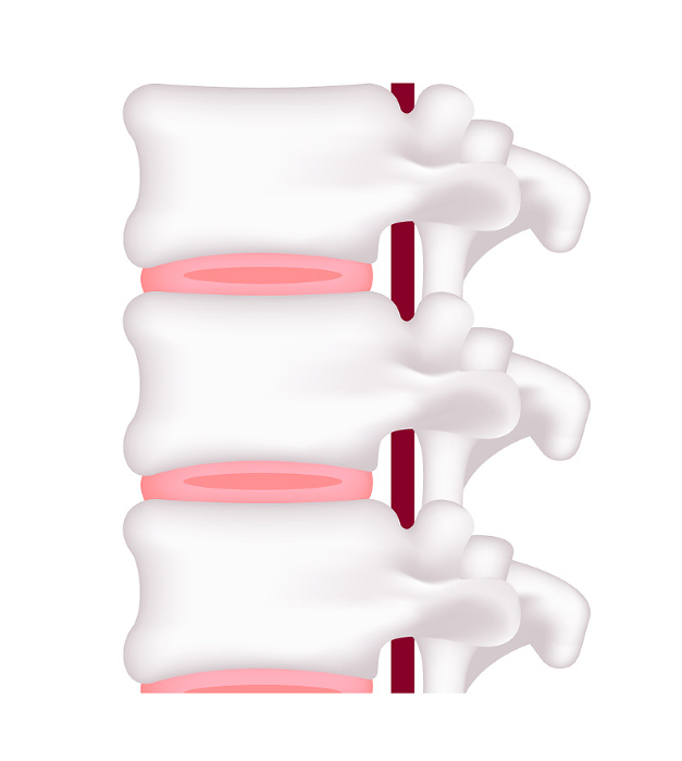 Healthy intervertebral disc Vector illustration