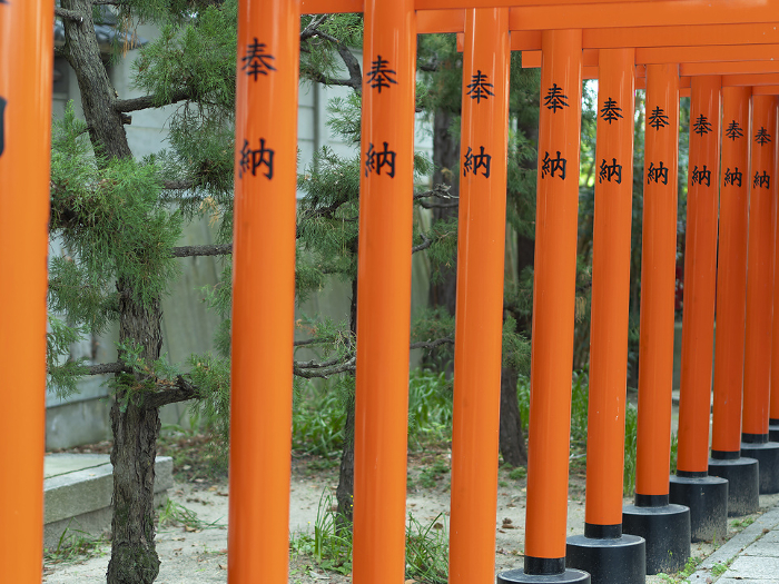 Vivid torii gate of the shrine