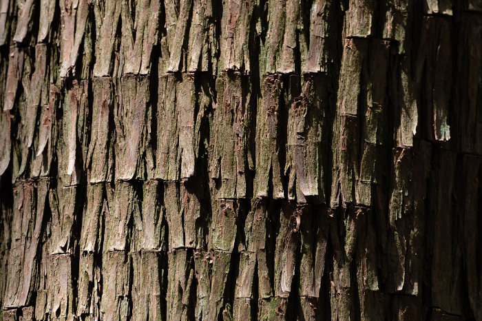 Surface of cedar tree