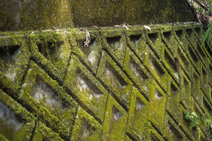 Moss-covered retaining wall