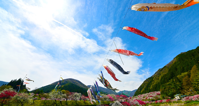 Spring Scenery of Japan Carp streamers swim in Hanamomo no Sato