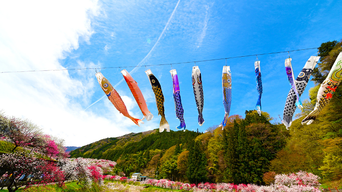 Spring Scenery of Japan Carp streamers swim in Hanamomo no Sato