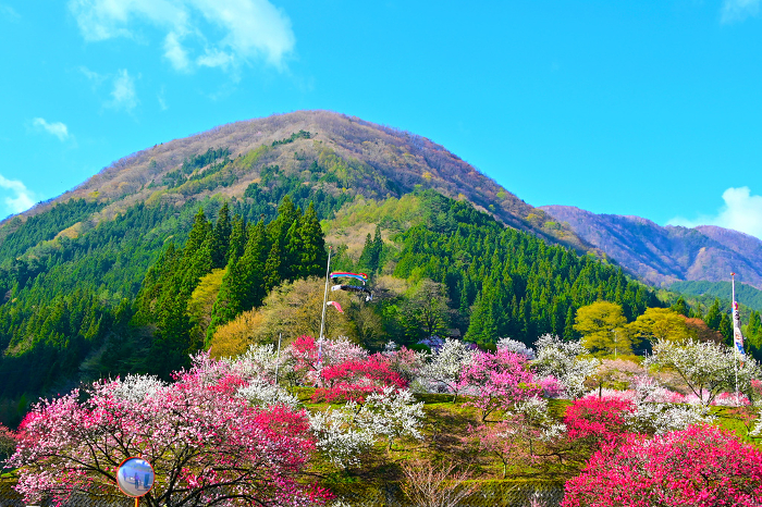 Achi Village, Minami-Shinshu Beautiful peach blossom village