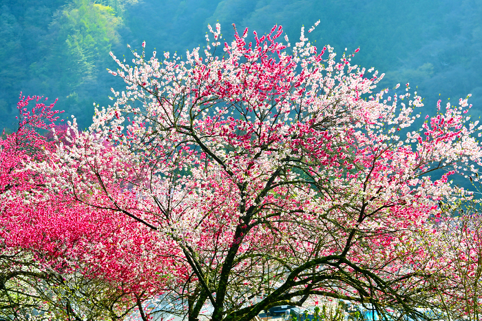 Achi Village, Minami-Shinshu Beautiful peach blossom village
