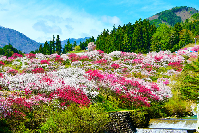 Achi Village, Minami-Shinshu, Japan's largest peach blossom village