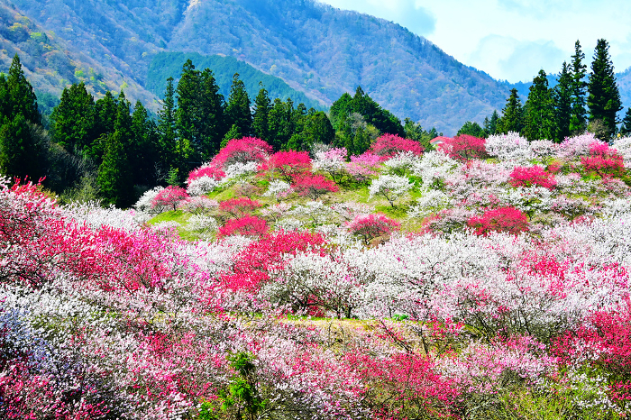 Achi Village, Minami-Shinshu, Japan's largest peach blossom village