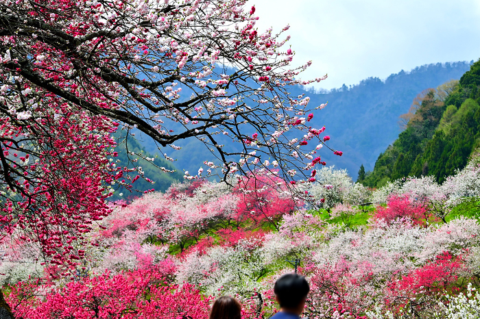 Achi Village, Nagano Prefecture Peach Garden Village of beautiful peach blossoms