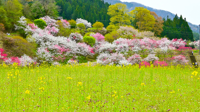 Achi Village, Nagano Prefecture Peach Garden Village of beautiful peach blossoms