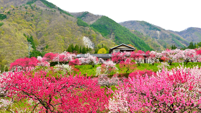 Gasshigawa Onsenkyo, Achi Village, Nagano Prefecture, a spectacular view of peach blossoms