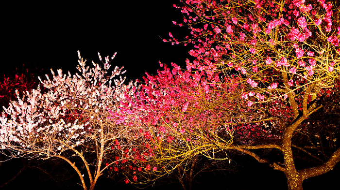 Achi Village, Minami-Shinshu Beautiful peach blossoms lit up