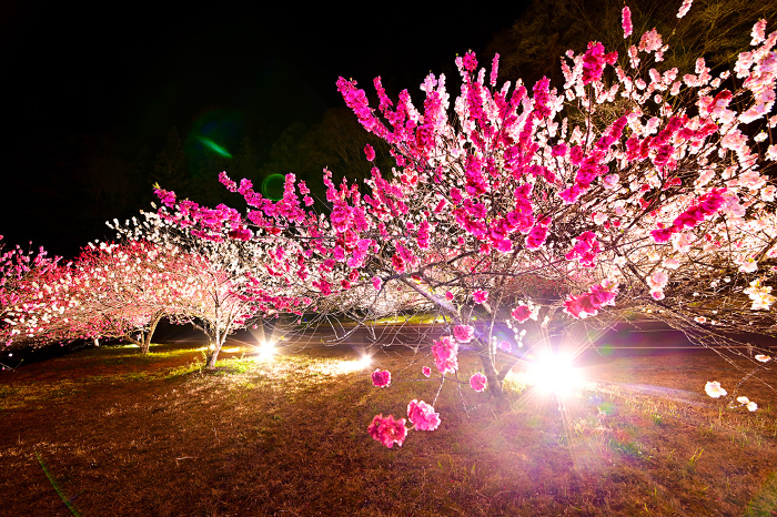 Illuminated and fantastic Hanamomo no Sato (peach blossom village)