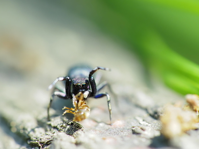 Aobie flycatcher catching ants
