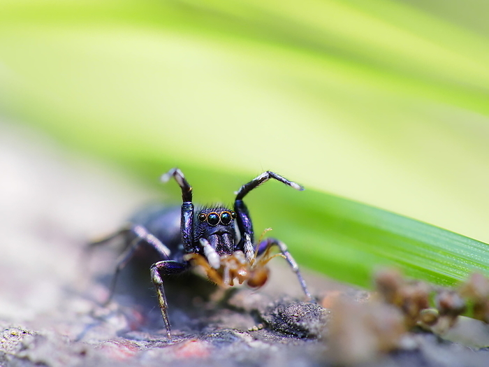 Aobie flycatcher catching ants