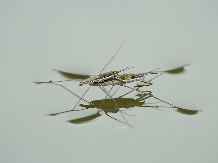 A pair of water striders
