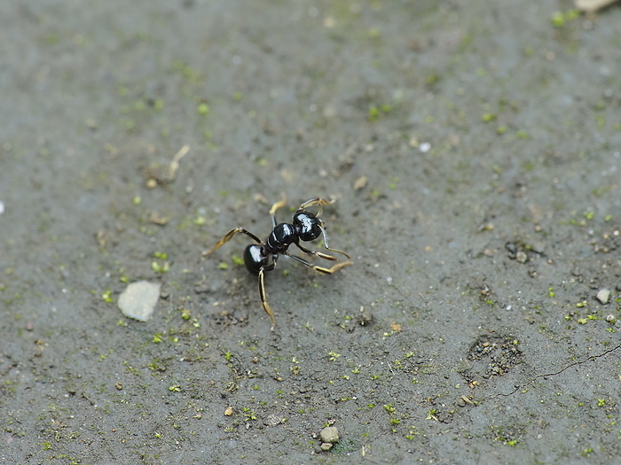 Monomorium intrudens (species of ant)