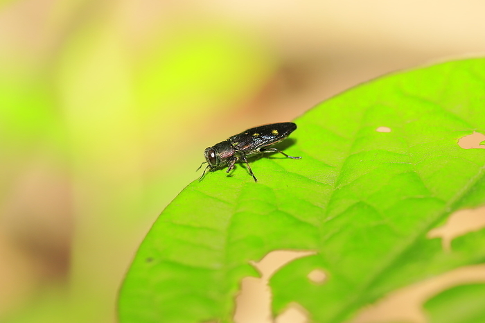 Mecopoda nipponensis (species of katydid)