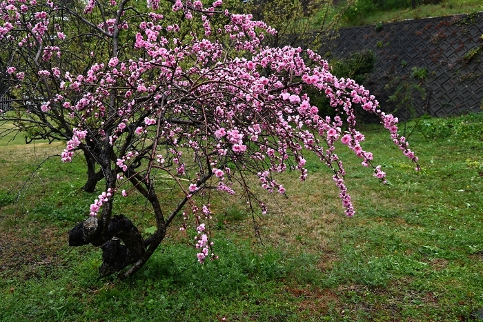 Hanamomo Flower