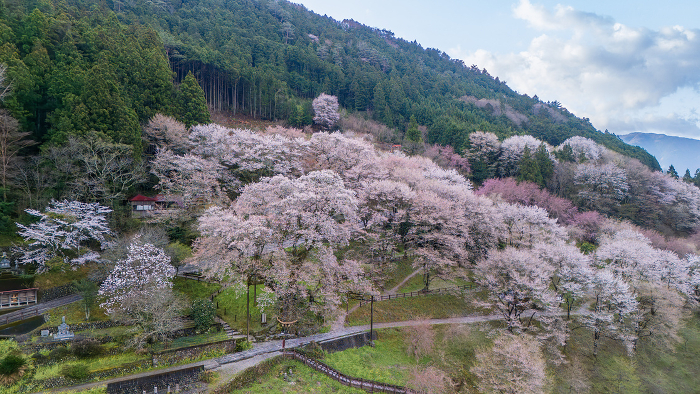 Hyotan cherry blossoms in Niyodogawa Town
