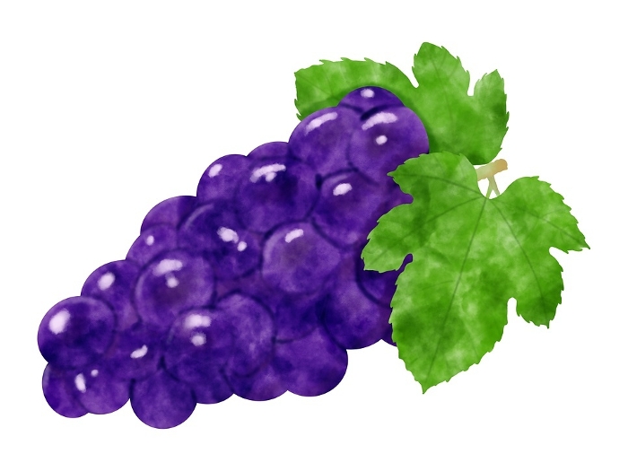 Illustration of grapes with leaves in watercolor